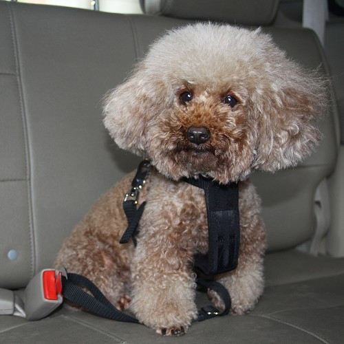  Safety harness for small dogs (30-60 cm) - CF13552-3 