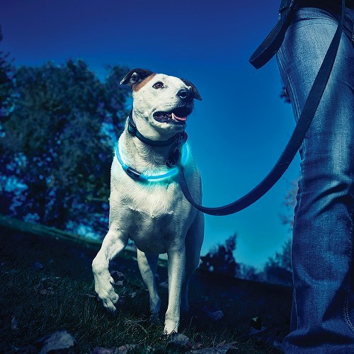  Collier NITEHOWL Safety Necklace NITE IZE pour chiens - Bleu - CT10822-7 